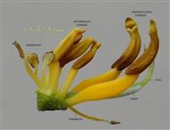  Pistil and Stamens